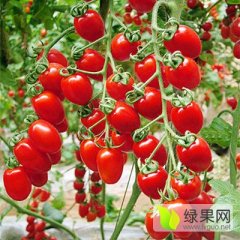 山东莘县千禧、圆粉圣女果/大量上市