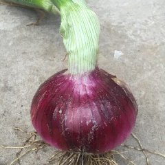 西昌四月中旬下旬洋葱最好