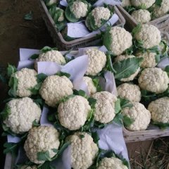 郯城刘西虎菜花绿色无公害红花诚信合作