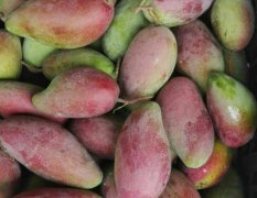 海南热带水果，果园直摘发货