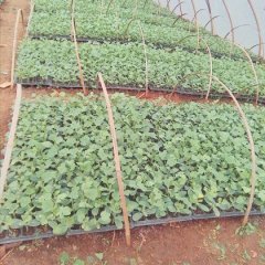 2016枣阳西瓜苗出售