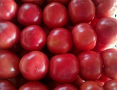 2016定陶气温增高，大批量西红柿上市了