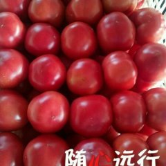 2016定陶气温增高，大批量西红柿上市了