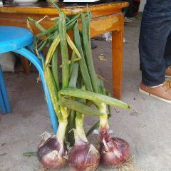 西昌洋葱是名优特产,礼州彭荣诚信合作