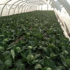 山东泗水中甘11号甘蓝现已陆续上市