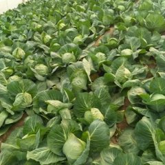 泗水 本地是甘蓝基地，球形美观