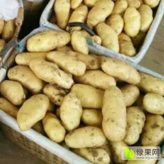 2016肥城土豆大量上市啦