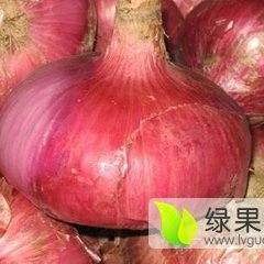 洋葱基地有需要的客户电话联系