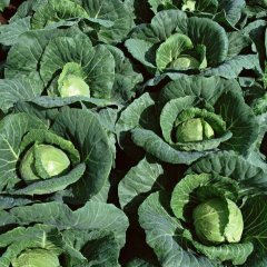 三原甘蓝产销两旺,恒丰李燕诚信合作