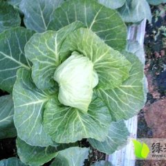 河北省衡水市饶阳县金宝甘蓝大量上市
