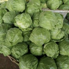 2016金乡甘蓝现在订货有惊喜