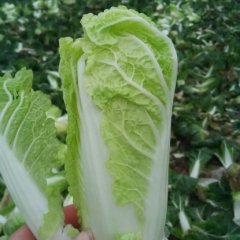 鹿邑县娃娃菜大量上市