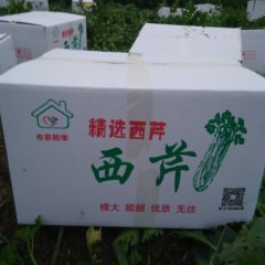 河南蔬菜基地大颗西芹热销