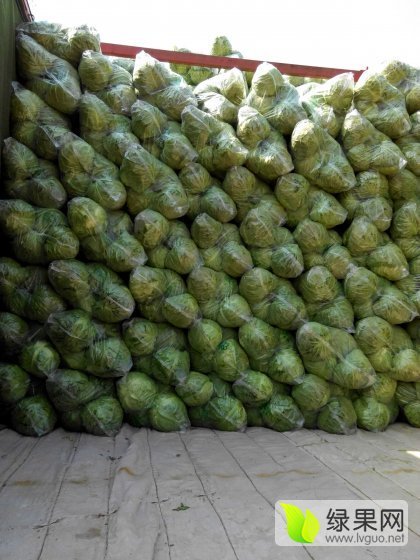 2015年山东单县中甘21甘蓝价格