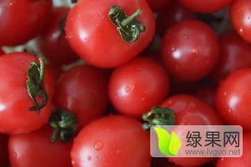 2016年山东莘县千禧价格