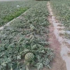 盈江甜王系列瓜的质量，来过德宏老板都懂