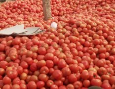 山东费县粉红西红柿大掉价，便宜！