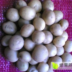 乌兰察布市的马铃薯微型薯种植大户