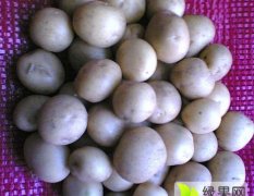 乌兰察布市的马铃薯微型薯种植大户