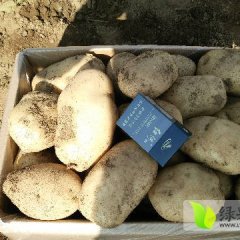 云南省建水县培德村丽薯6号土豆