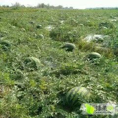 盈江太平乡3月甜王系列西瓜