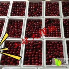 烟台大樱桃每年五月底六月初上市