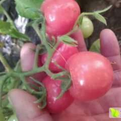 大量优质温室千禧果