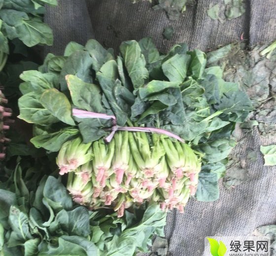 2016年山东金乡大叶菠菜价格