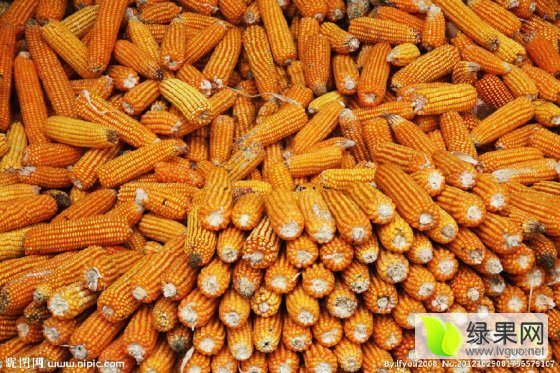 2016年山西神池先锋价格