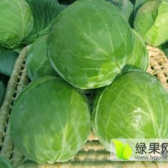 新野城郊詹永定3月旺旺甘蓝