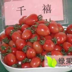 大量供应代收千禧圣女果粉贝贝樱桃西红柿