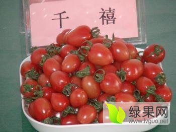 2016年山东莘县千禧圣女果价格
