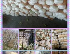 肥城桃园刘宁宁10月北京新三号白菜