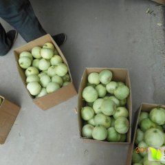 山东莱西日本甜宝甜瓜名扬天下