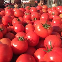 辽宁黑山硬粉西红柿口感爽口
