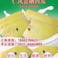 2016济阳仁风富硒西瓜批发产地直销