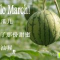 山东济南仁风富硒西瓜产地直销