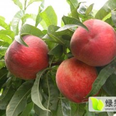 急！河北乐亭3月大量温室春雪蜜桃上市寻求果商合作