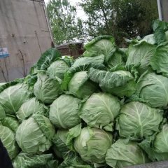 山东郯城中甘21甘蓝口感爽口