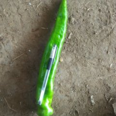 青州中大果黄绿皮巨无霸辣椒