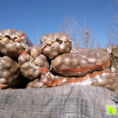 河北围场克新一号土豆著名品种