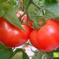 费县胡阳林立勇2月硬粉西红柿