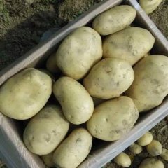 丽署六号云南特有的品种