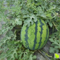 云南盈江甜王系列西瓜4-5月底