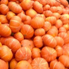 内蒙古乌拉特前旗黄金二号南瓜火爆上市