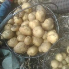 黑龙江讷河延薯四号土豆火爆招商中