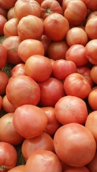 山东费县硬粉西红柿品质优良