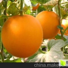 山东莘县洋香瓜、红瓜基地