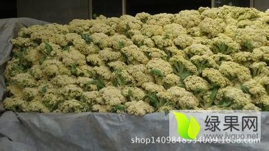 江苏徐州铜山区黄集镇优质有机花上市