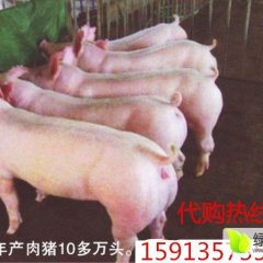 广东廉江三元猪火热上市